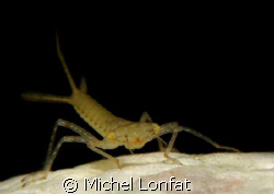An other Face to Face with this beautiful "Grub" - You ca... by Michel Lonfat 